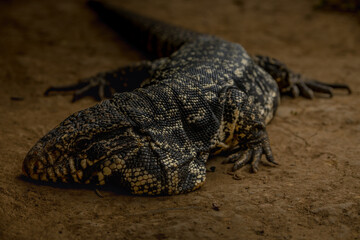 Argentine giant tegu, Tupinambis merianae or Salvator merianae, large lizard originating in Brazil, Argentine and Uruguay, which can measure 150 cm