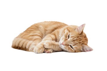 Orange cat tabby cat pet animal feline lying down resting domestic cat fur whiskers cute relaxed soft fur sleeping peaceful isolated transparency background mammal paw ear eye nose close up