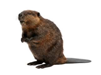 Beaver standing upright isolated on white background