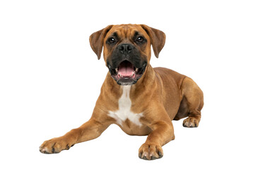 Obraz premium Happy brown boxer dog lying down isolated on white background