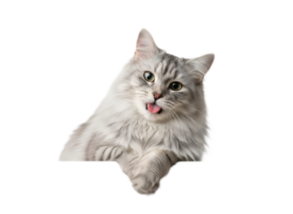 Long haired silver cat with playful expression and tongue out, leaning on edge with crossed paws, showing fluffy fur and bright eyes in charming pose