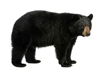 Fototapeta premium Side view of black bear isolated on white background