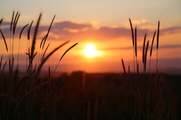 Fototapeta premium sunset in the field