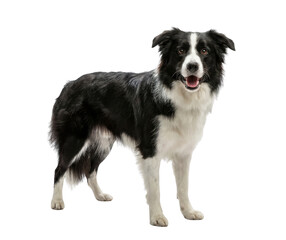 Black and white border collie dog standing isolated on white background