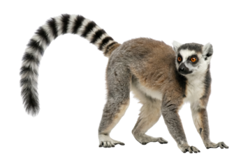Ring tailed lemur standing and looking back isolated on white background