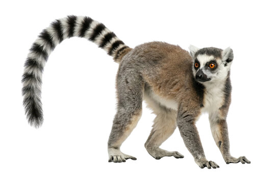 Ring tailed lemur standing and looking back isolated on white background