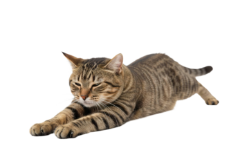 Realistic striped tabby cat stretching body low to ground with detailed whiskers and fur pattern, showing relaxed and calm expression in natural pose