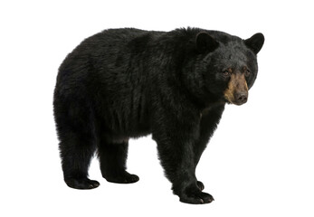 Fototapeta premium Black bear standing isolated on white background wildlife animal