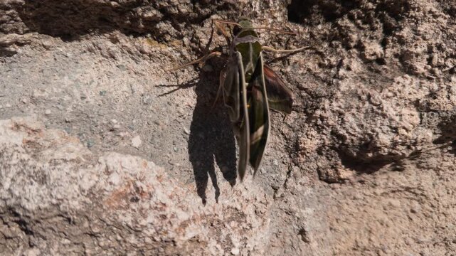 The oleander sphinx