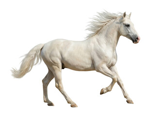 Obraz premium White horse running isolated on white background