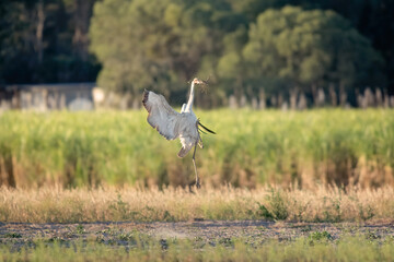 Fototapeta premium Brolga, Antigone rubicunda, Australian native bird, wetland crane, performing its mating ritual dance