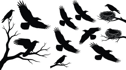 PrintCrow silhouette collection, bird wildlife vector, perched flying icon, black outline illustration, forest creature design, nest branch sketch, nature symbol