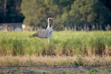 Fototapeta premium Brolga, Antigone rubicunda, Australian native bird, wetland crane, performing its mating ritual dance