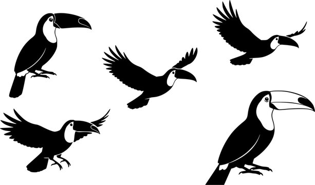 Toucan silhouettes, Toucan bird silhouette, Flying toucan silhouette, Toucan, Toucan toco clipart set