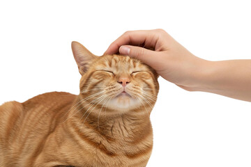 Orange tabby cat with closed eyes enjoying gentle head pats from human hand, showing relaxed and content expression in close up view