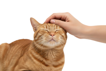 Orange tabby cat with closed eyes enjoying gentle head pats from human hand, showing relaxed and content expression in close up view