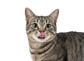 Fototapeta premium Realistic gray striped cat with tongue curling upward and surprised expression, showing detailed fur texture and bright green eyes in close up portrait
