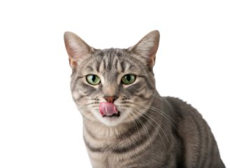 Gray tabby cat with green eyes licking nose, sharp focus on clean transparency background, studio pet photography capturing playful and curious expression in high detail
