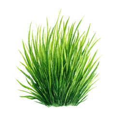 Wheatgrass, watercolor painting, vector illustration, isolated on a white background.