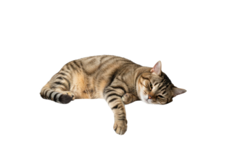 Adorable striped cat lying sideways with soft shadows on transparent background, showing relaxed and calm expression in natural light