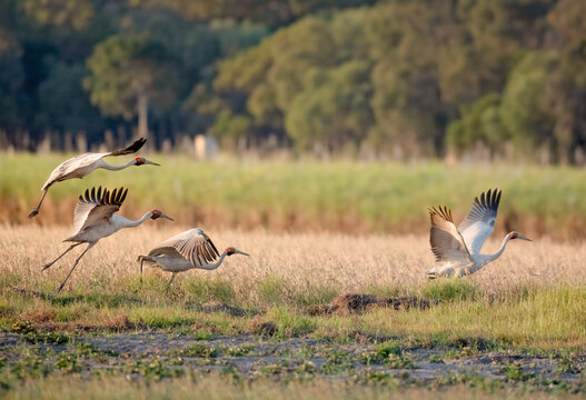 Brolga, Antigone rubicunda, Australian native bird, wetland crane, performing its mating ritual dance