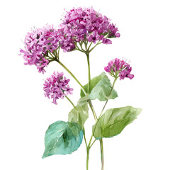 Obraz premium Watercolor-style vector illustration of Valerian, isolated on a clean white background.