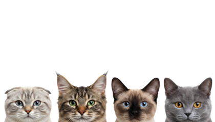 Five cats of different breeds showing only eyes and ears peeking from bottom, featuring various fur colors and patterns with bright expressive eyes in clean background