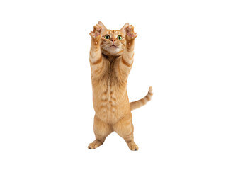 Obraz premium Orange cat standing on hind legs stretching upward with bright green eyes and raised paws, showing playful and curious expression on clean transparency background