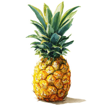 Pineapple, watercolor illustration, vector style, isolated on a white background.