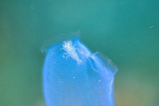 Tunicate shrimp in the Lembeh Strait, Sulawesi, Indonesia