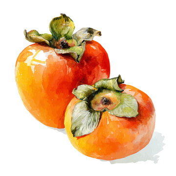 Watercolor vector illustration of Persimmon, isolated on white background.