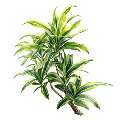 Song Of India Dracaena in watercolor painting style, vector illustration on white background.