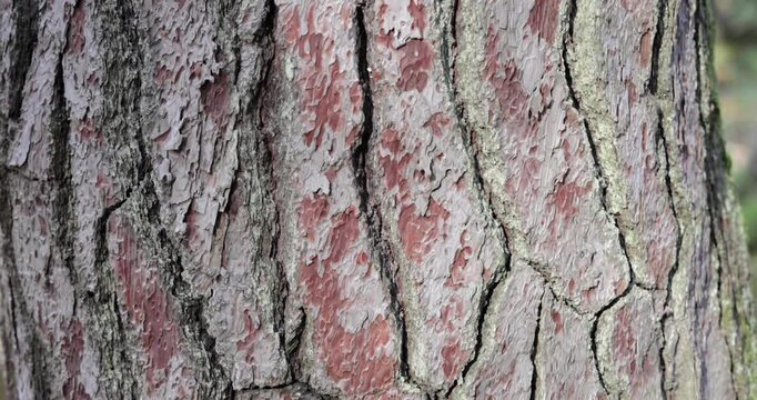Close view of coarse pine bark shows intricate textures while the camera moves upward, bringing out subtle patterns and natural detail along the tall trunk