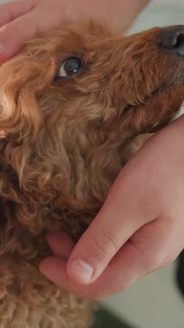 Intimate grooming with trusting dog expression, Closeup of calm red poodle being softly cared for, Relaxed red poodle receiving gentle stroking and comforting grooming from caring hands