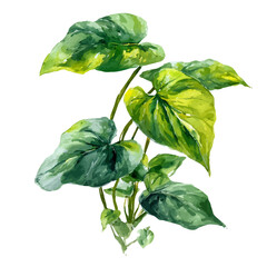 Watercolor vector illustration of Philodendron, isolated on white background. © Andrews