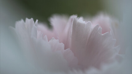 I have a dream …  © Norbert