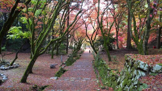 滋賀県　鶏足寺の紅葉の風景