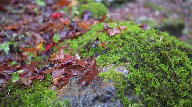 滋賀県　鶏足寺の紅葉の風景