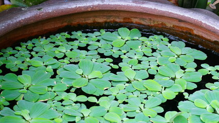 물항아리에 떠있는 많은 물배추들