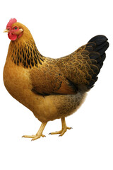 Fototapeta premium Brown Chicken Hen Isolated on Transparent Background