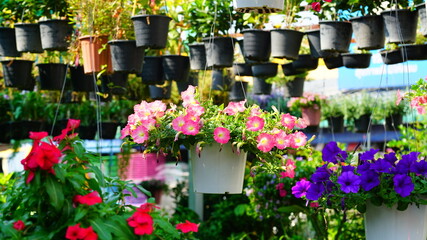Petunia flowers for sale
