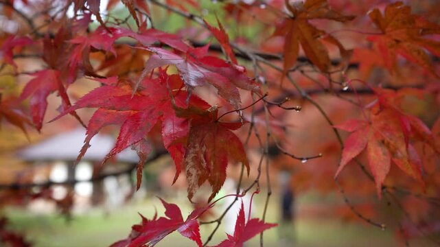 滋賀県　鶏足寺の紅葉の風景
