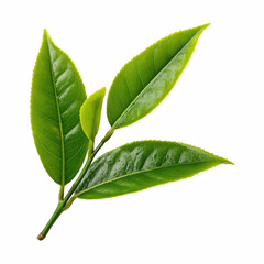 Obraz premium Fresh green tea twig with four vibrant leaves, realistic studio cutout isolated on transparent background.