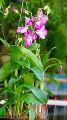 활짝 핀 서양란의 꽃