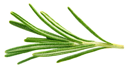 Fototapeta premium Fresh green rosemary isolated on a transparent background. Rosemary twig top view. Rosemary full macro photo PNG