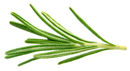 Fresh green rosemary isolated on a transparent background. Rosemary twig top view. Rosemary full macro photo PNG