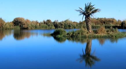 Fototapeta premium Azraq Wetland Reserve in the eastern desert of Jordan