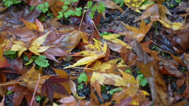 滋賀県　鶏足寺の紅葉の風景