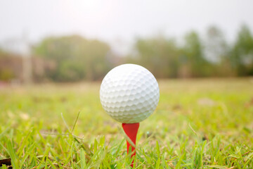 Close-up of a Golf Ball Teed Up on a Green Turf Background
