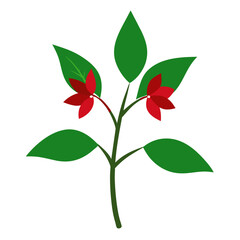 clerodendrum inerme flower on white